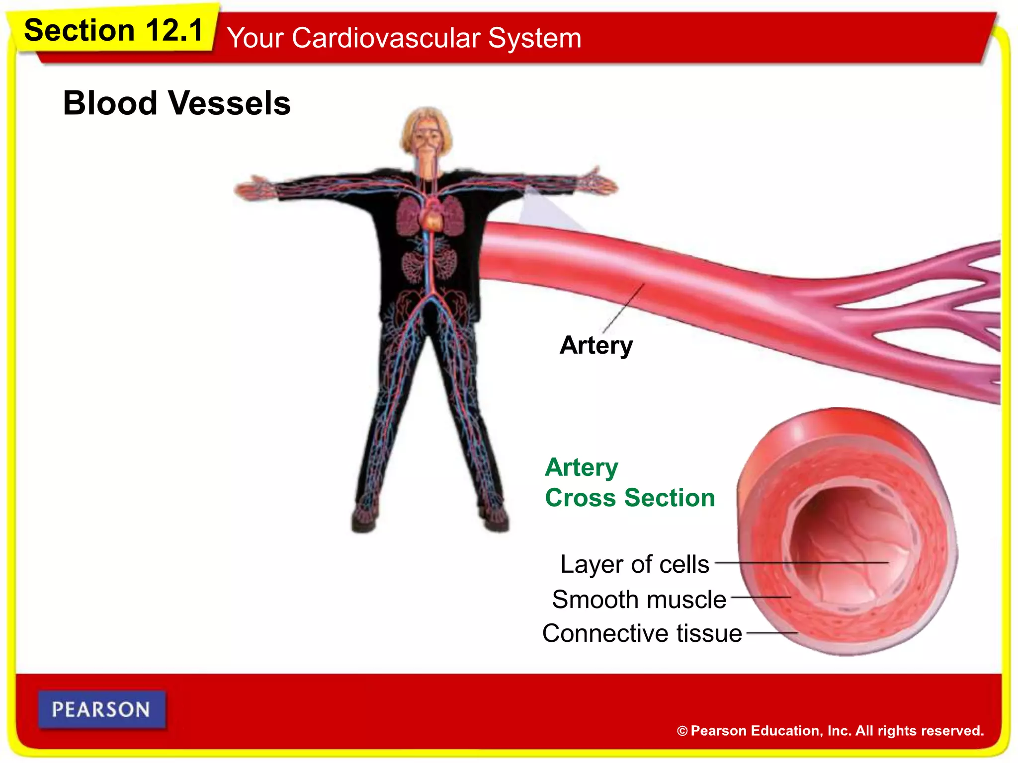 Section 12.1 Your Cardiovascular System
Blood Vessels
Artery
Artery
Cross Section
Layer of cells
Connective tissue
Smooth muscle
 