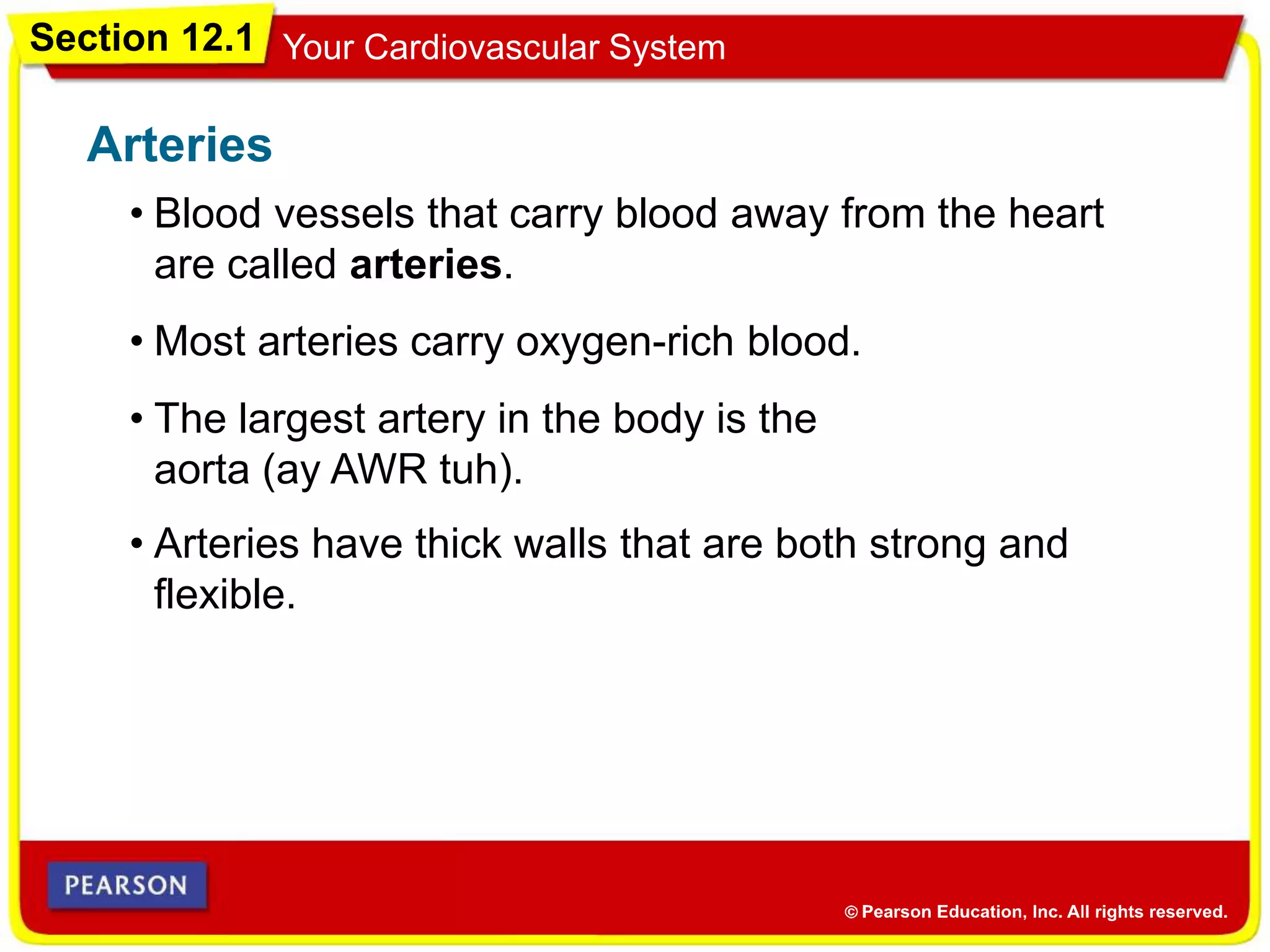 Section 12.1 Your Cardiovascular System
• Blood vessels that carry blood away from the heart
are called arteries.
Arteries
• Most arteries carry oxygen-rich blood.
• The largest artery in the body is the
aorta (ay AWR tuh).
• Arteries have thick walls that are both strong and
flexible.
 