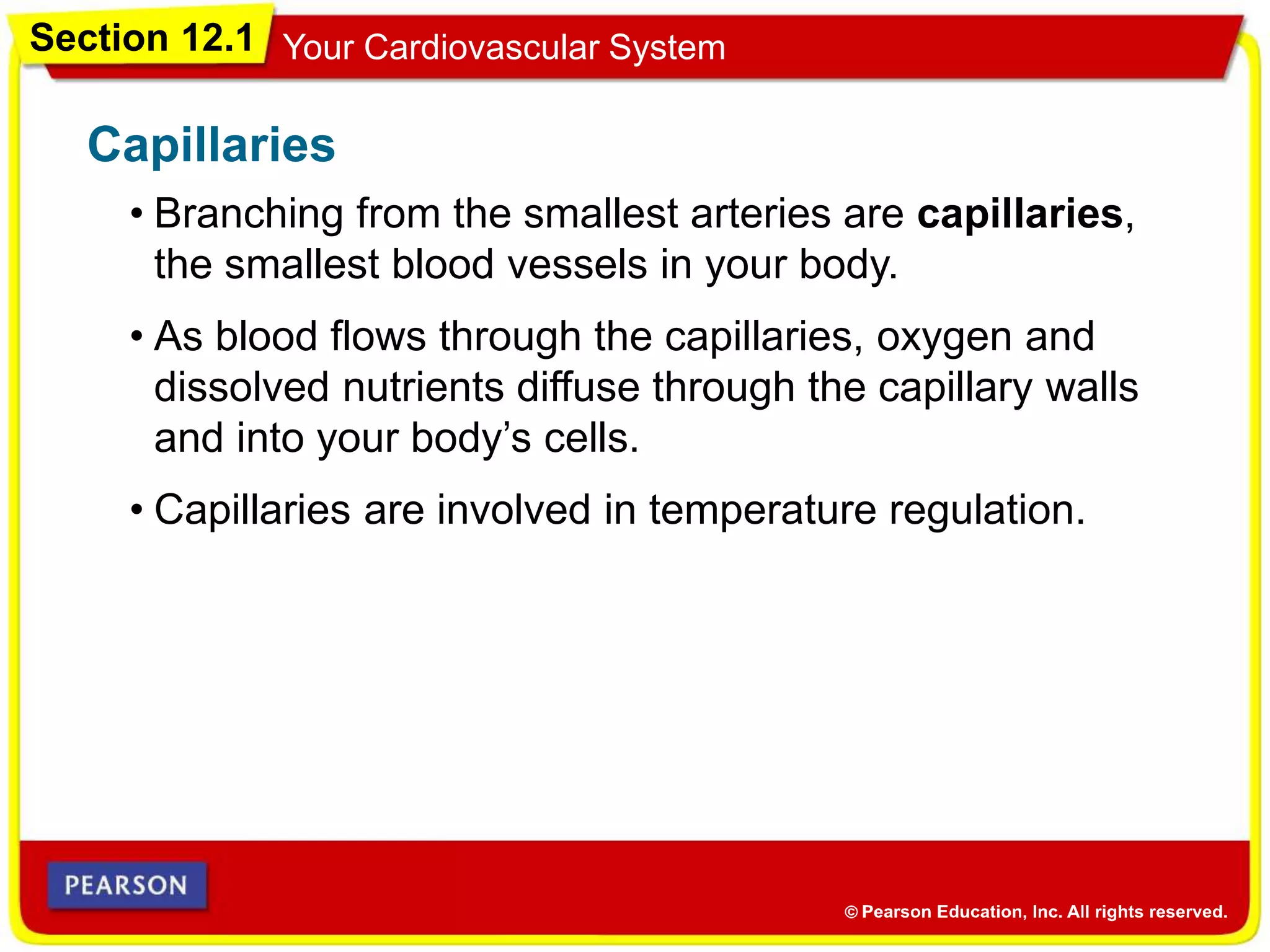Section 12.1 Your Cardiovascular System
• Branching from the smallest arteries are capillaries,
the smallest blood vessels in your body.
Capillaries
• As blood flows through the capillaries, oxygen and
dissolved nutrients diffuse through the capillary walls
and into your body’s cells.
• Capillaries are involved in temperature regulation.
 