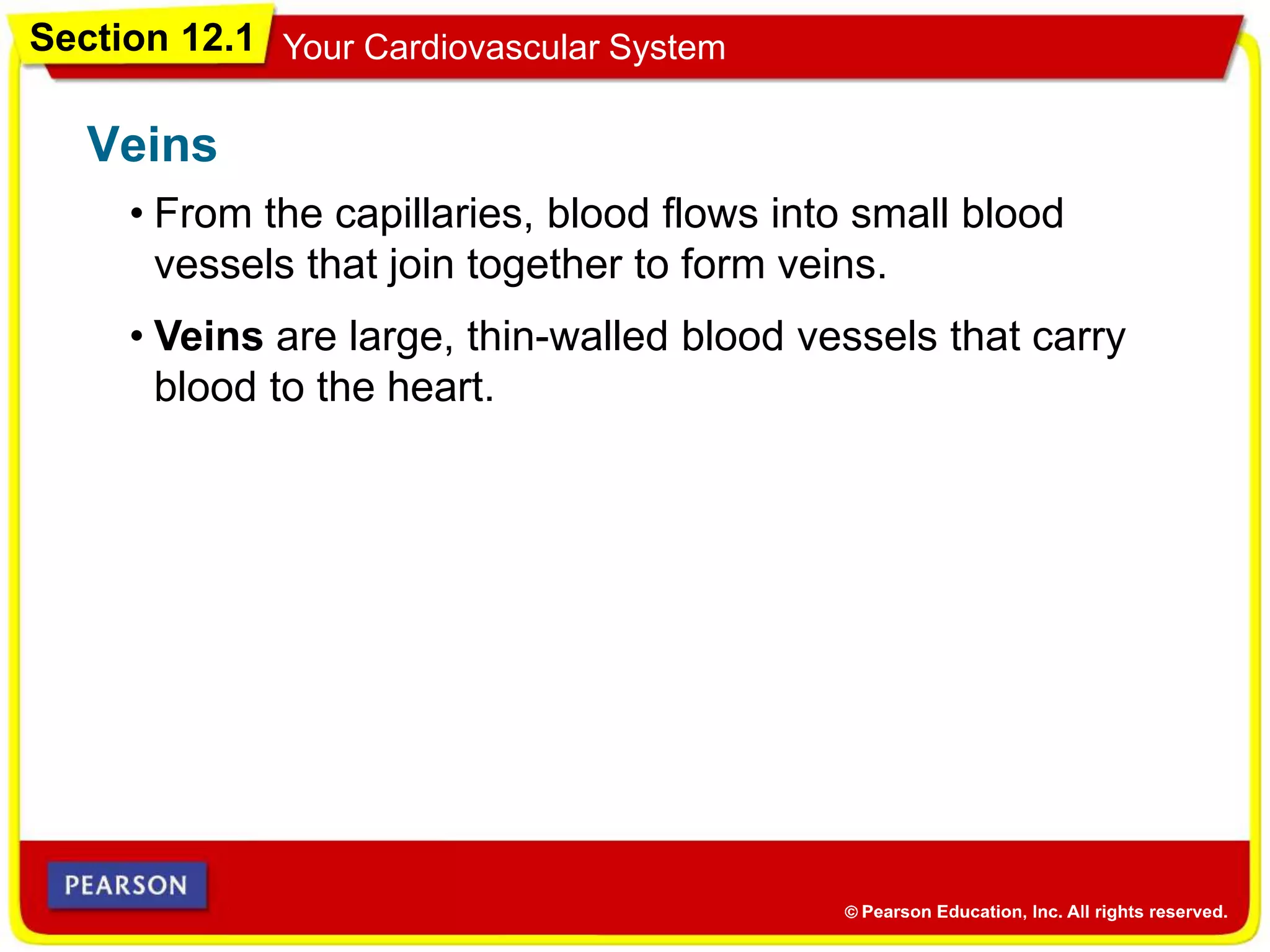 Section 12.1 Your Cardiovascular System
• From the capillaries, blood flows into small blood
vessels that join together to form veins.
Veins
• Veins are large, thin-walled blood vessels that carry
blood to the heart.
 
