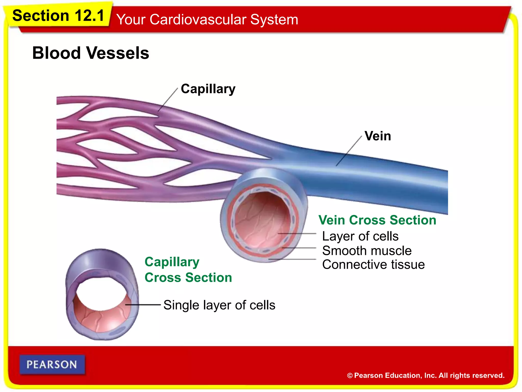 Section 12.1 Your Cardiovascular System
Blood Vessels
Capillary
Capillary
Cross Section
Single layer of cells
Vein
Layer of cells
Connective tissue
Smooth muscle
Vein Cross Section
 