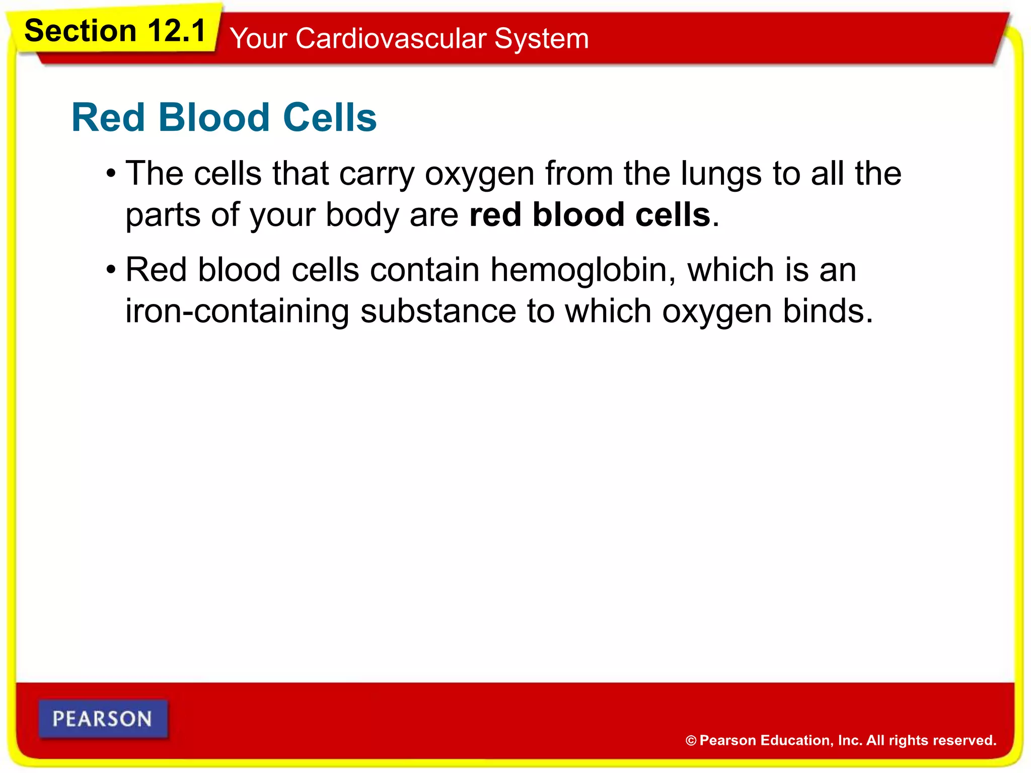 Section 12.1 Your Cardiovascular System
• The cells that carry oxygen from the lungs to all the
parts of your body are red blood cells.
Red Blood Cells
• Red blood cells contain hemoglobin, which is an
iron-containing substance to which oxygen binds.
 