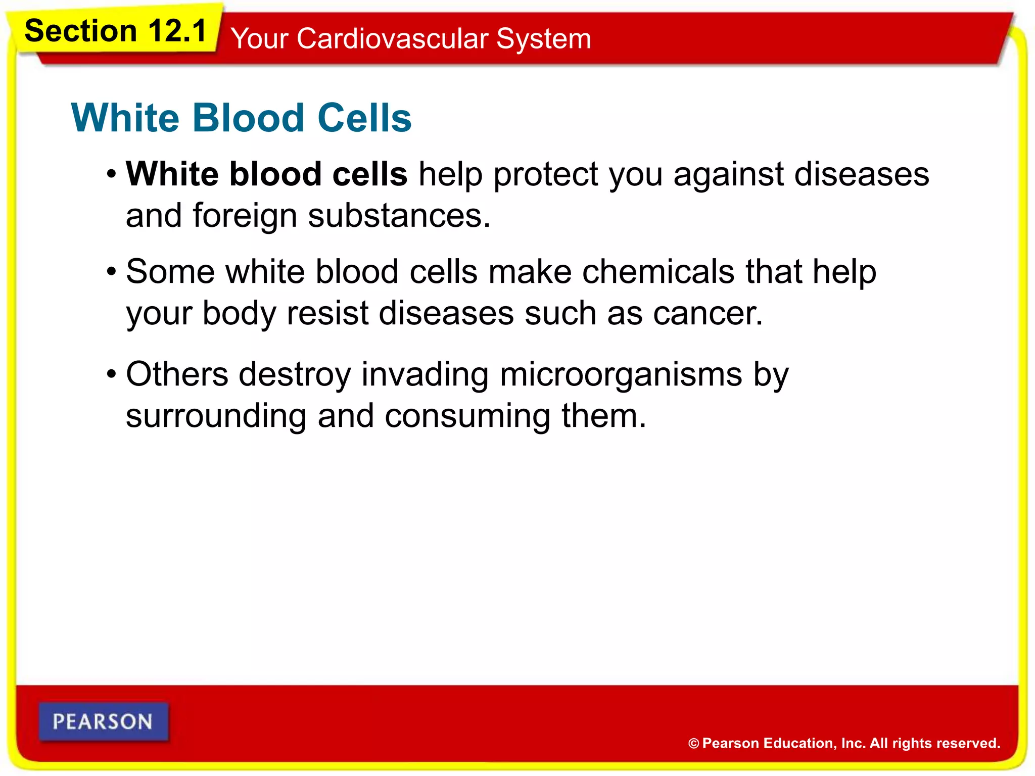 Section 12.1 Your Cardiovascular System
• White blood cells help protect you against diseases
and foreign substances.
White Blood Cells
• Some white blood cells make chemicals that help
your body resist diseases such as cancer.
• Others destroy invading microorganisms by
surrounding and consuming them.
 