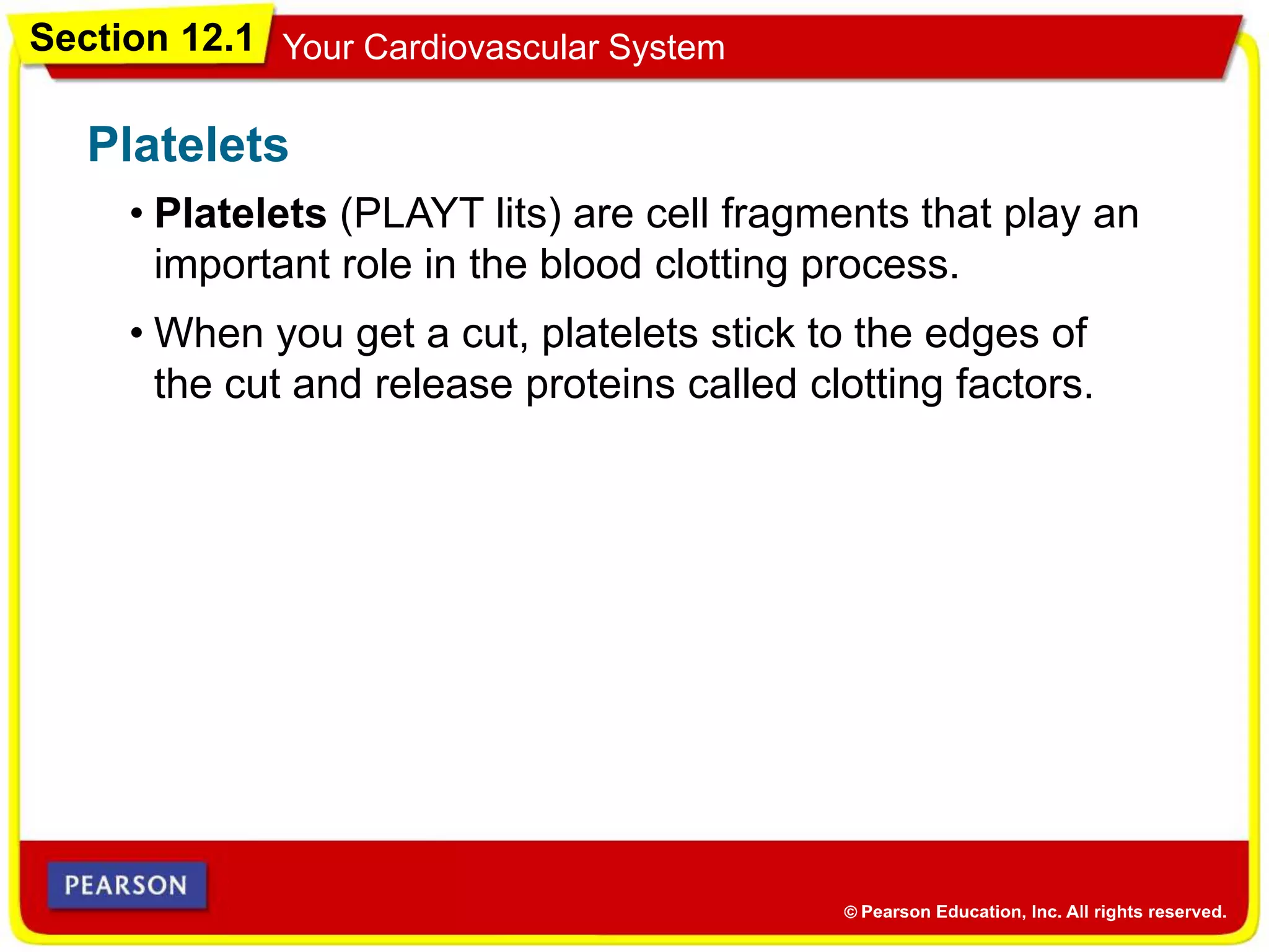 Section 12.1 Your Cardiovascular System
• Platelets (PLAYT lits) are cell fragments that play an
important role in the blood clotting process.
Platelets
• When you get a cut, platelets stick to the edges of
the cut and release proteins called clotting factors.
 