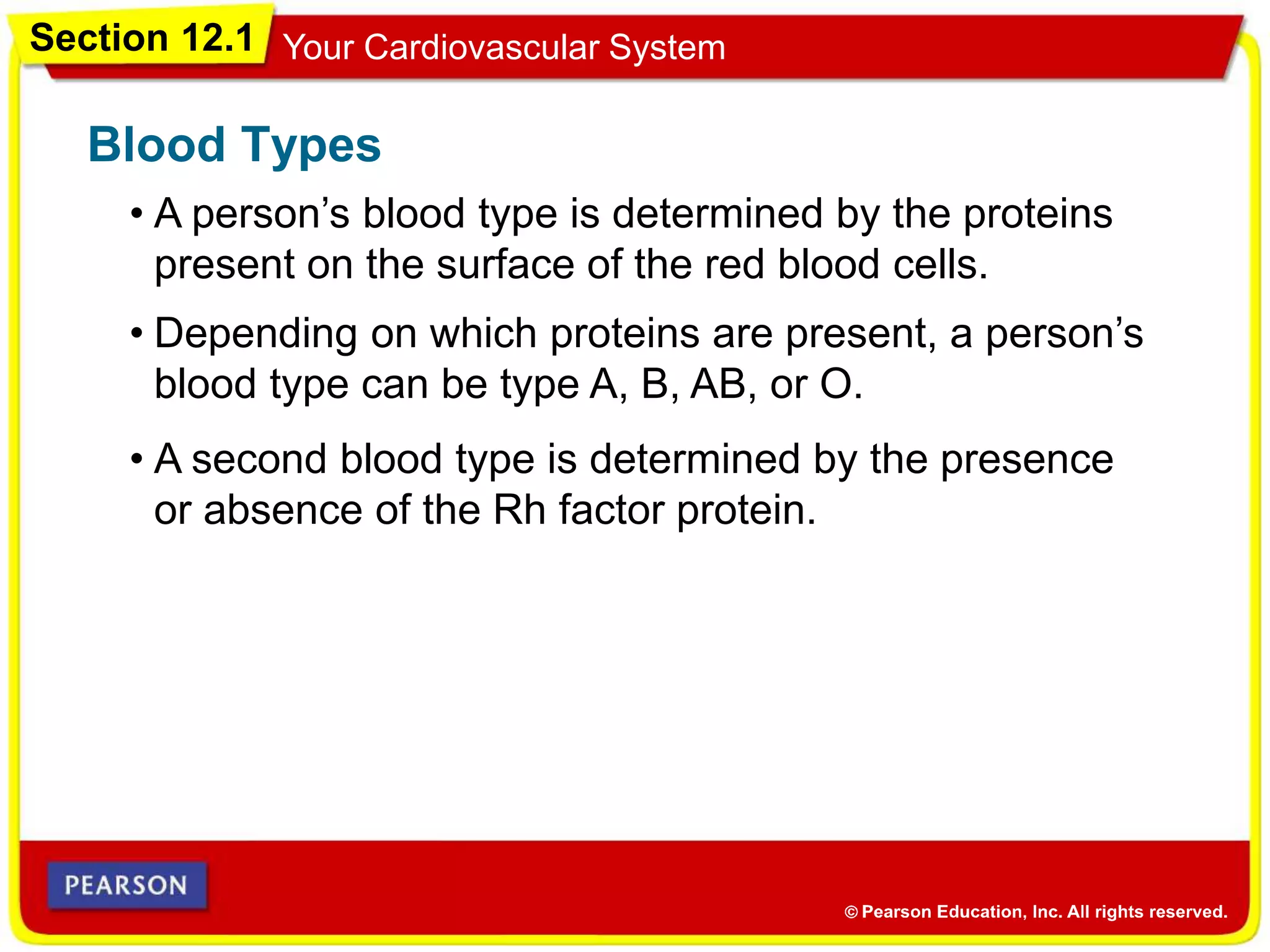 Section 12.1 Your Cardiovascular System
• A person’s blood type is determined by the proteins
present on the surface of the red blood cells.
Blood Types
• Depending on which proteins are present, a person’s
blood type can be type A, B, AB, or O.
• A second blood type is determined by the presence
or absence of the Rh factor protein.
 