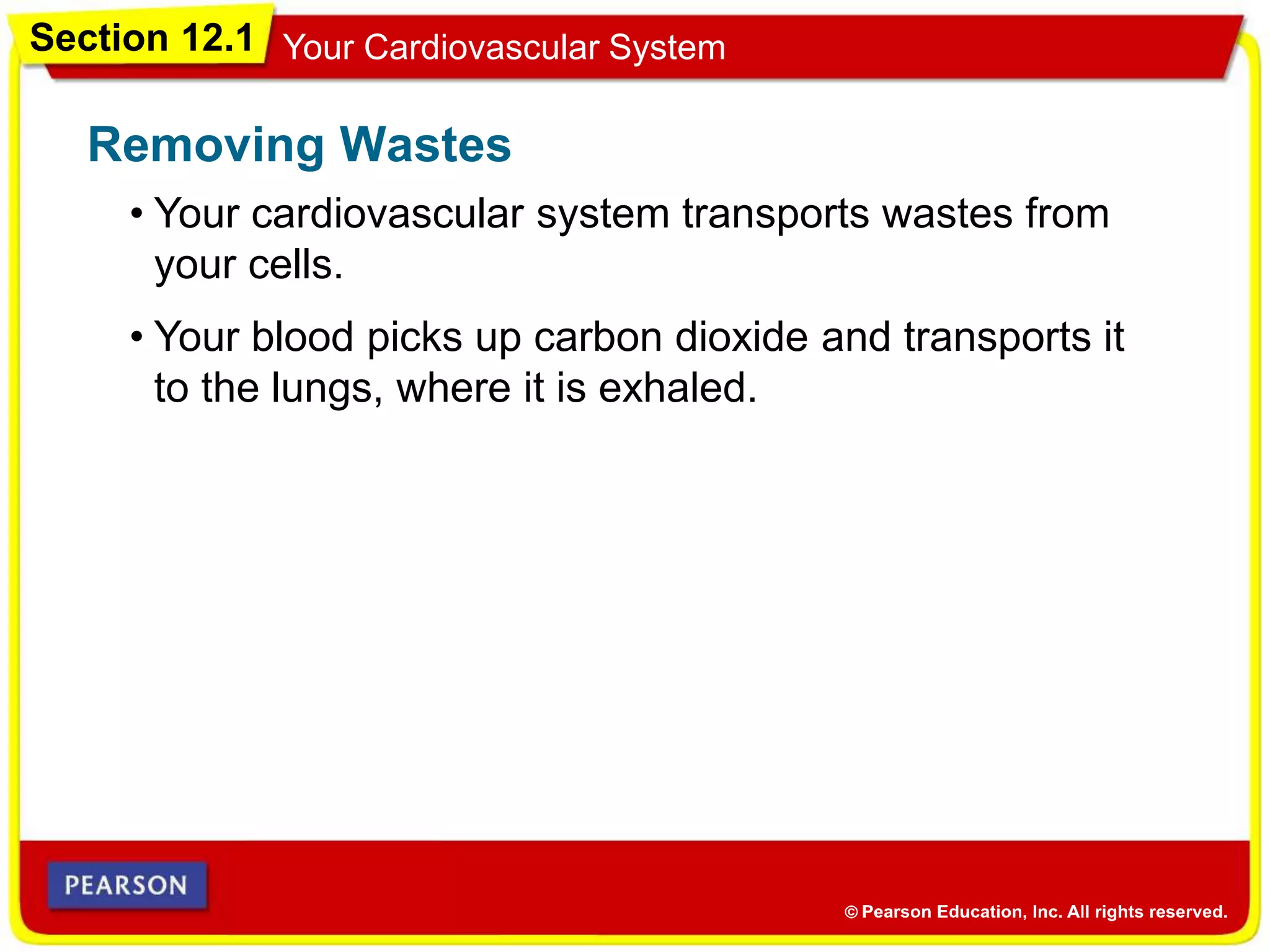 Section 12.1 Your Cardiovascular System
• Your cardiovascular system transports wastes from
your cells.
Removing Wastes
• Your blood picks up carbon dioxide and transports it
to the lungs, where it is exhaled.
 