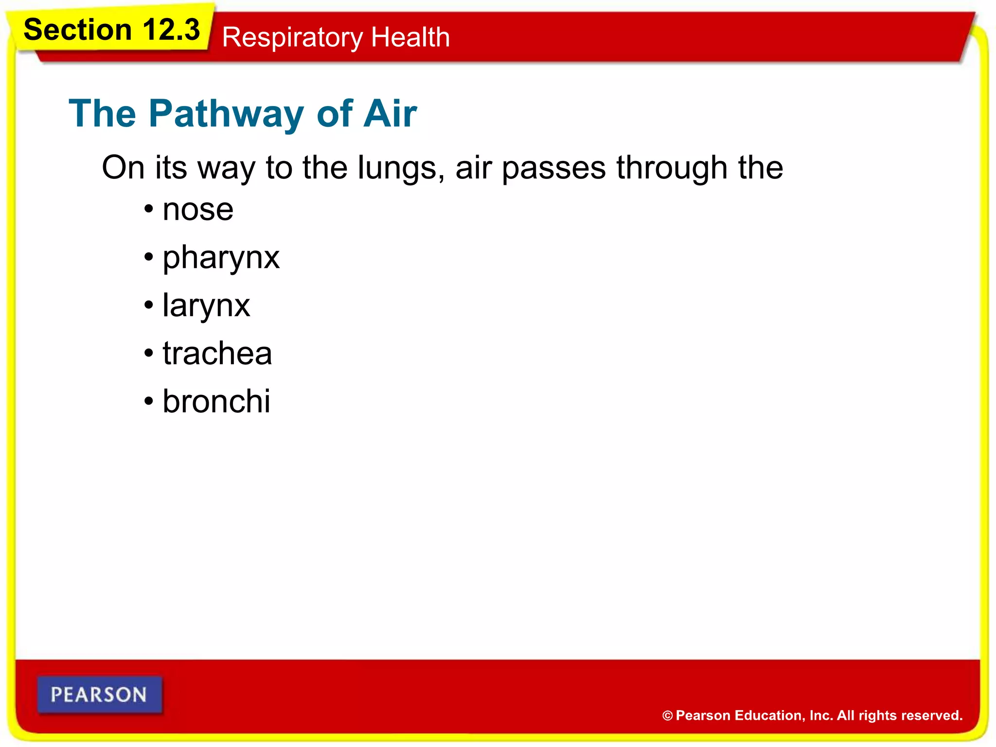 Section 12.3 Respiratory Health
On its way to the lungs, air passes through the
The Pathway of Air
• nose
• pharynx
• larynx
• trachea
• bronchi
 