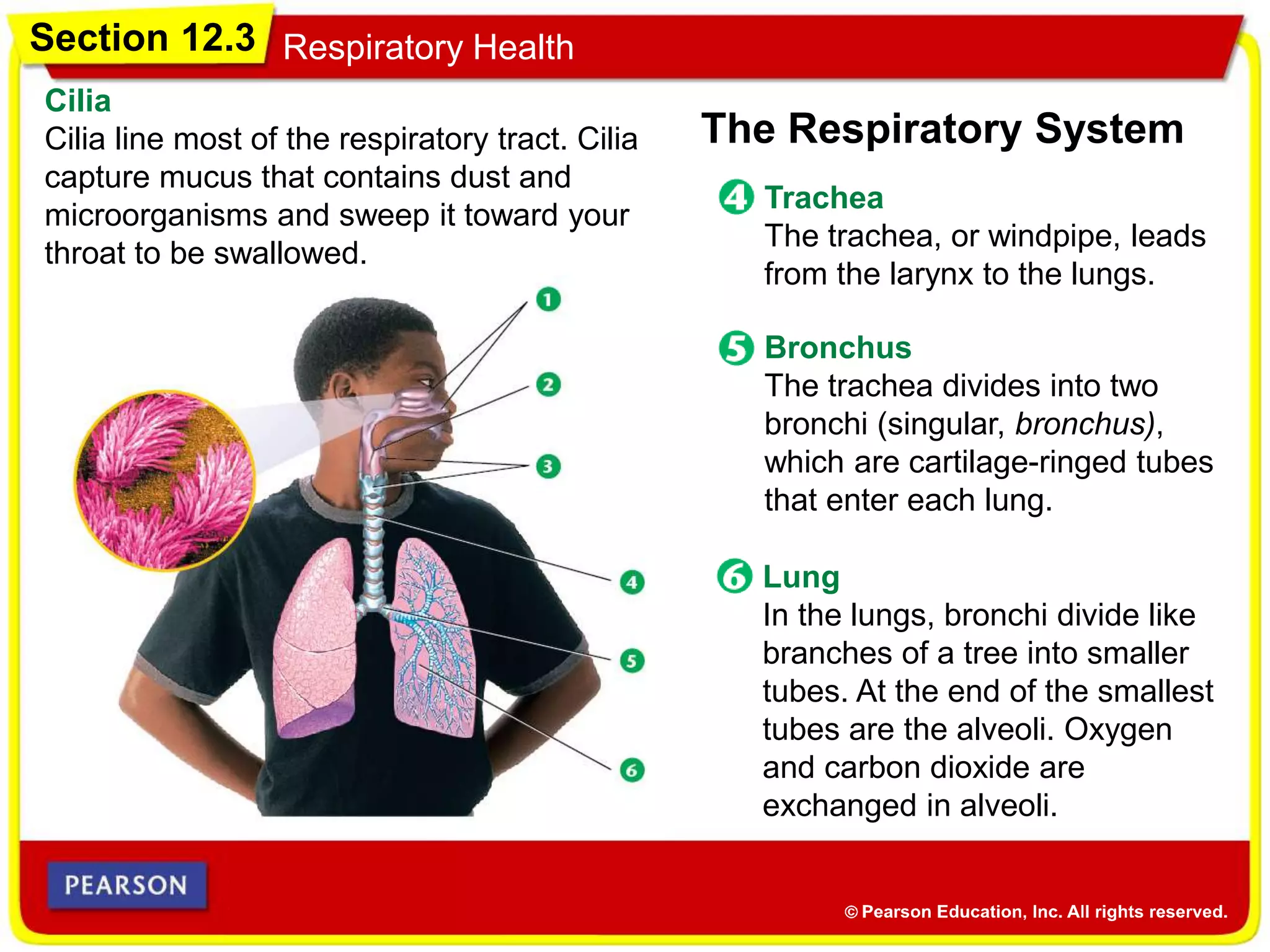 Section 12.3 Respiratory Health
The Respiratory System
Nose and Nasal Cavities
Air enters the body through two
nostrils and then moves into the
nasal cavities.
Pharynx
Next air enters the pharynx, or
throat. The mouth also connects
to the pharynx.
Epiglottis and Larynx
Air travels from the pharynx to
the larynx. The larynx contains
the vocal cords. When you
swallow, the epiglottis seals the
larynx to prevent food or liquid
from entering the trachea.
Trachea
The trachea, or windpipe, leads
from the larynx to the lungs.
Lung
In the lungs, bronchi divide like
branches of a tree into smaller
tubes. At the end of the smallest
tubes are the alveoli. Oxygen
and carbon dioxide are
exchanged in alveoli.
Bronchus
The trachea divides into two
bronchi (singular, bronchus),
which are cartilage-ringed tubes
that enter each lung.
Cilia
Cilia line most of the respiratory tract. Cilia
capture mucus that contains dust and
microorganisms and sweep it toward your
throat to be swallowed.
 