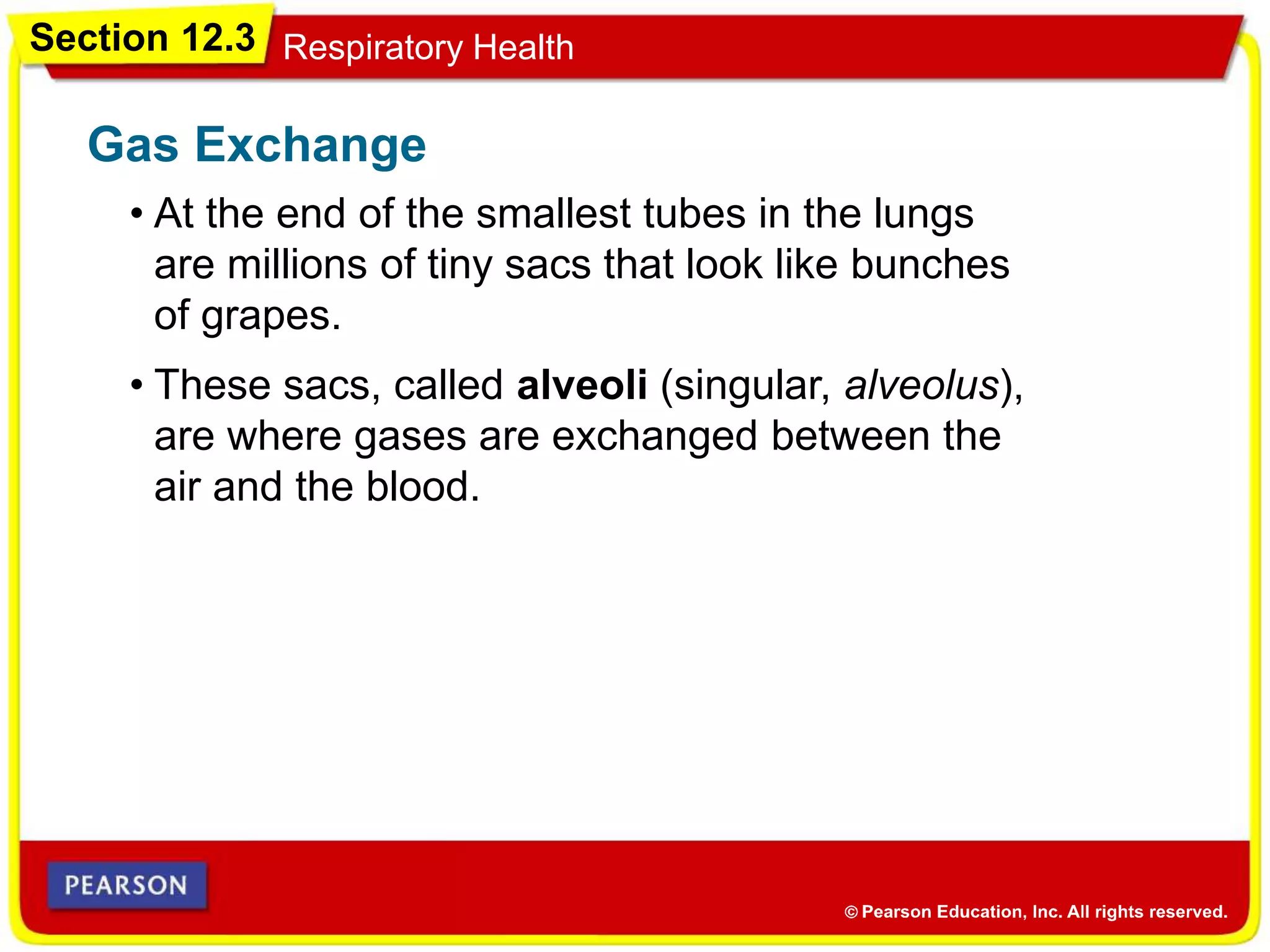 Section 12.3 Respiratory Health
• At the end of the smallest tubes in the lungs
are millions of tiny sacs that look like bunches
of grapes.
Gas Exchange
• These sacs, called alveoli (singular, alveolus),
are where gases are exchanged between the
air and the blood.
 