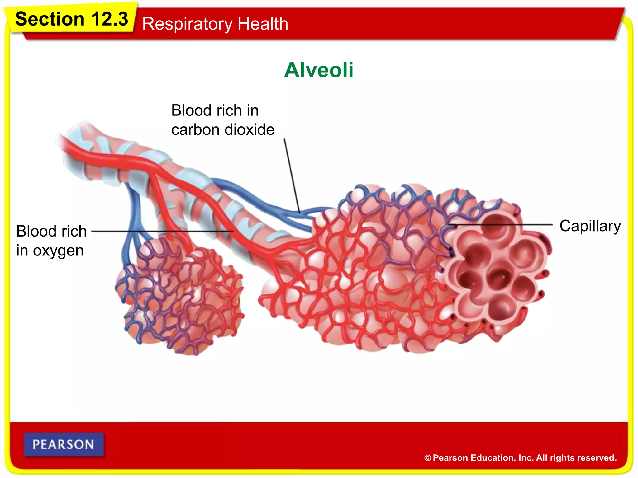 Section 12.3 Respiratory Health
Alveoli
Capillary
Blood rich in
carbon dioxide
Blood rich
in oxygen
 
