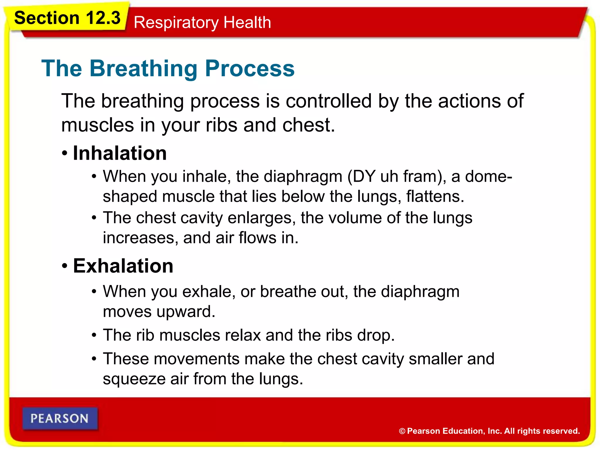 Section 12.3 Respiratory Health
The breathing process is controlled by the actions of
muscles in your ribs and chest.
The Breathing Process
• Inhalation
• When you inhale, the diaphragm (DY uh fram), a dome-
shaped muscle that lies below the lungs, flattens.
• The chest cavity enlarges, the volume of the lungs
increases, and air flows in.
• Exhalation
• When you exhale, or breathe out, the diaphragm
moves upward.
• The rib muscles relax and the ribs drop.
• These movements make the chest cavity smaller and
squeeze air from the lungs.
 