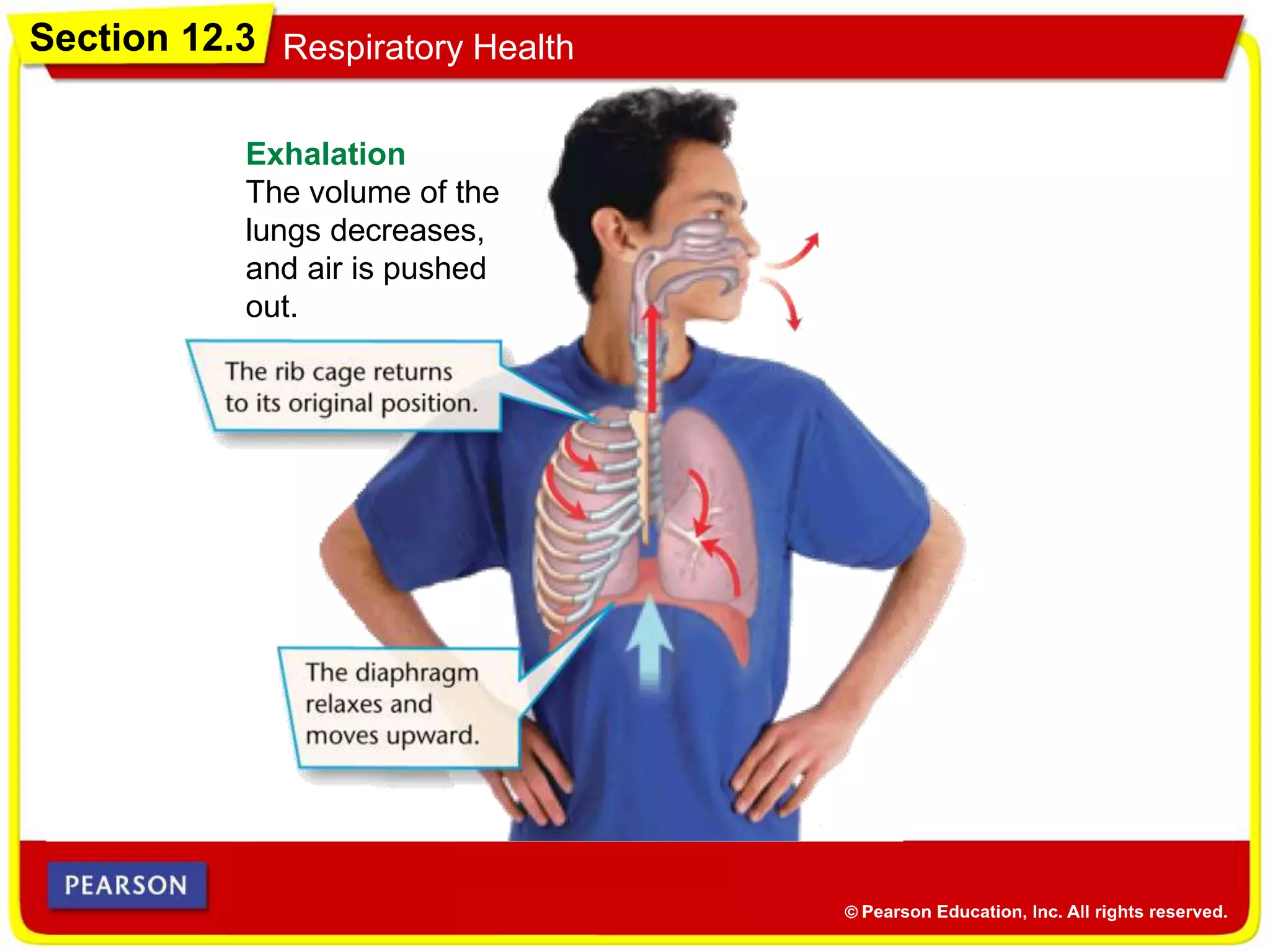 Section 12.3 Respiratory Health
Inhalation
The volume of the
lungs increases,
and air flows in.
Exhalation
The volume of the
lungs decreases,
and air is pushed
out.
 