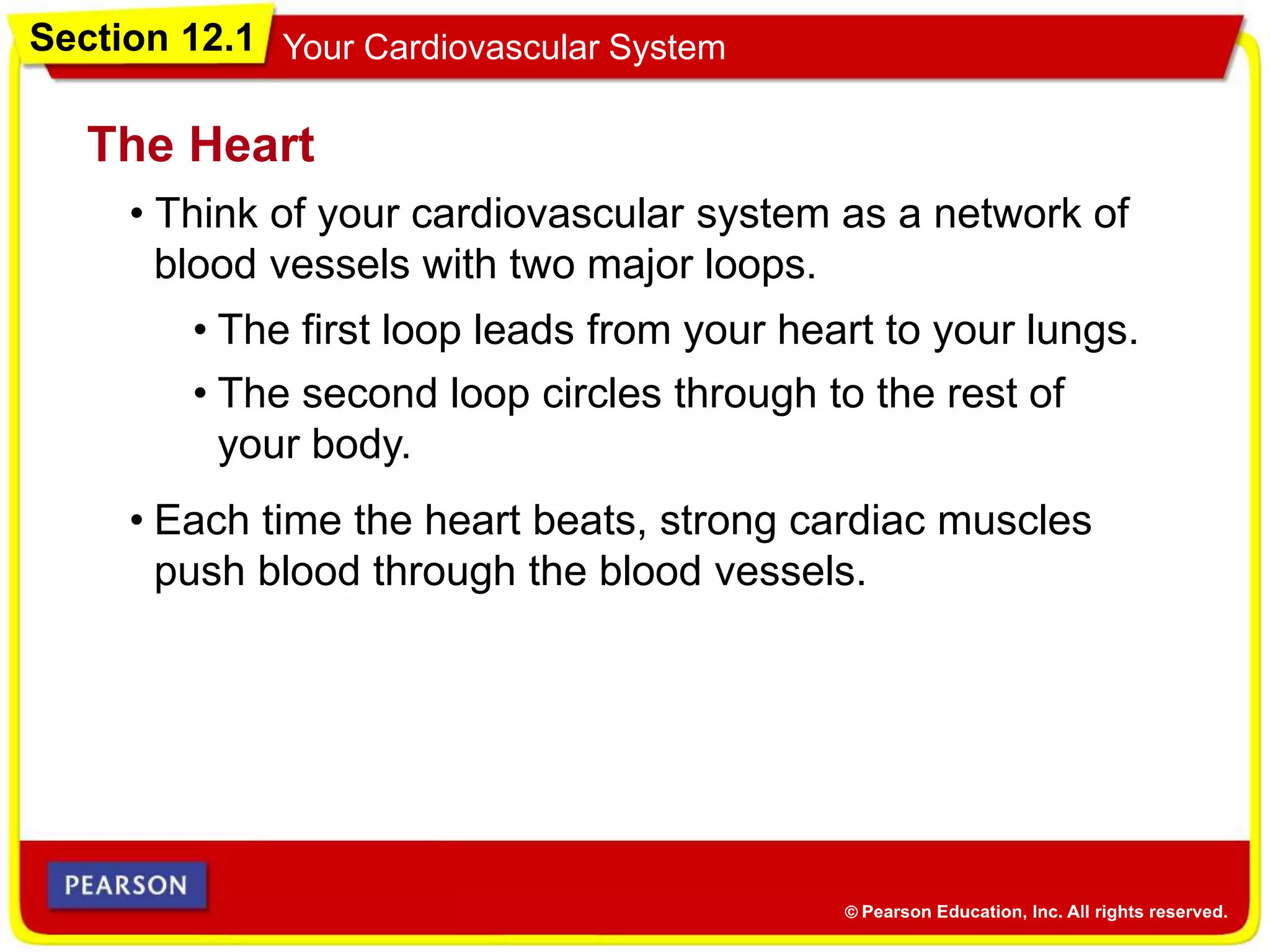 Section 12.1 Your Cardiovascular System
• Think of your cardiovascular system as a network of
blood vessels with two major loops.
The Heart
• The first loop leads from your heart to your lungs.
• Each time the heart beats, strong cardiac muscles
push blood through the blood vessels.
• The second loop circles through to the rest of
your body.
 