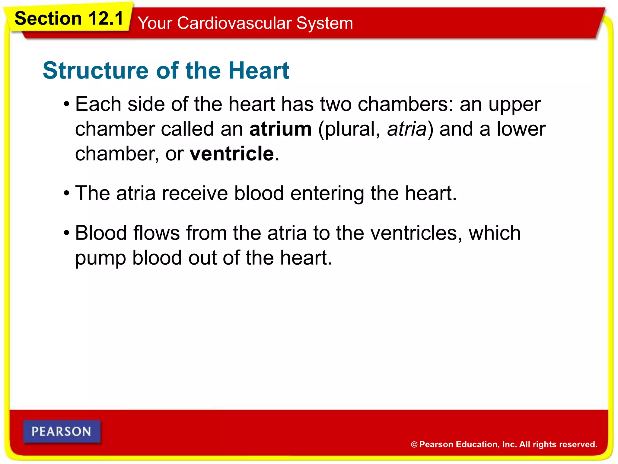 Section 12.1 Your Cardiovascular System
• Each side of the heart has two chambers: an upper
chamber called an atrium (plural, atria) and a lower
chamber, or ventricle.
Structure of the Heart
• The atria receive blood entering the heart.
• Blood flows from the atria to the ventricles, which
pump blood out of the heart.
 