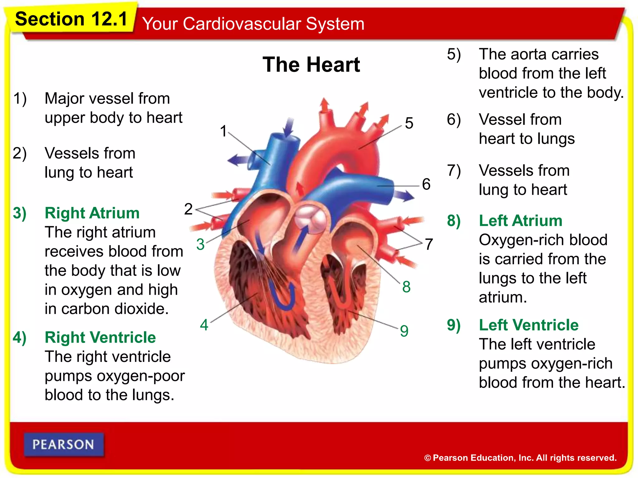 Section 12.1 Your Cardiovascular System
4) Right Ventricle
The right ventricle
pumps oxygen-poor
blood to the lungs.
3) Right Atrium
The right atrium
receives blood from
the body that is low
in oxygen and high
in carbon dioxide.
The Heart
1
2
3
5
6
7
8
94
1) Major vessel from
upper body to heart
2) Vessels from
lung to heart
5) The aorta carries
blood from the left
ventricle to the body.
6) Vessel from
heart to lungs
7) Vessels from
lung to heart
8) Left Atrium
Oxygen-rich blood
is carried from the
lungs to the left
atrium.
9) Left Ventricle
The left ventricle
pumps oxygen-rich
blood from the heart.
 