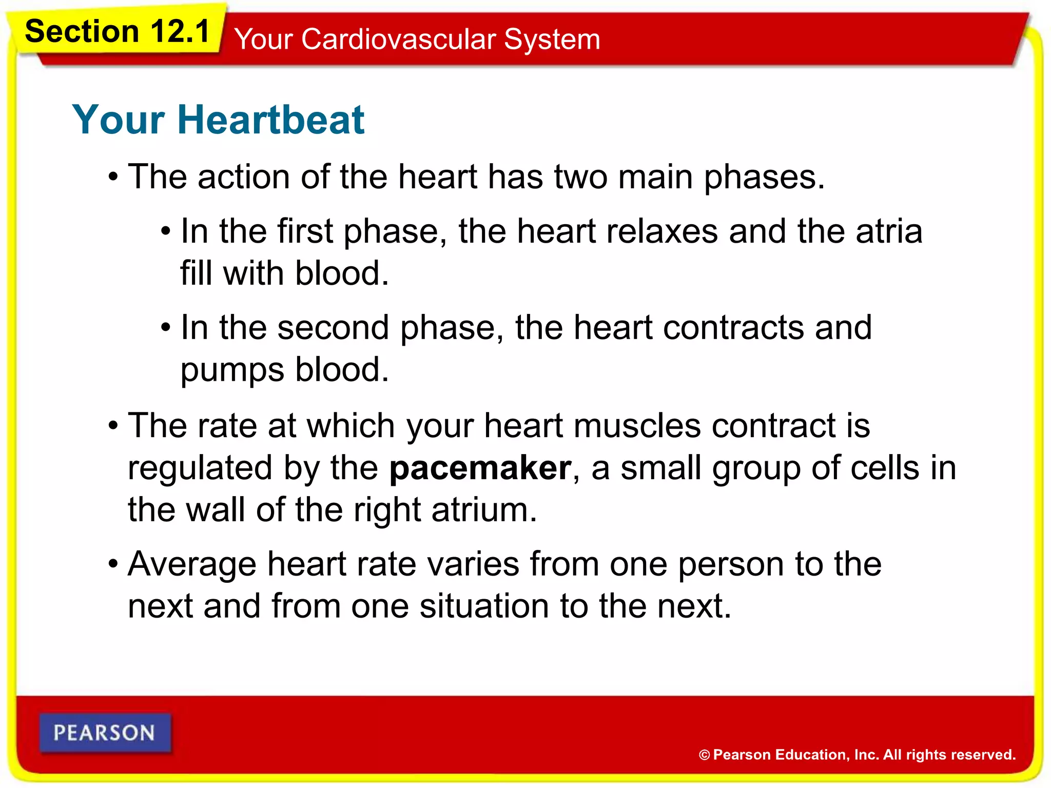 Section 12.1 Your Cardiovascular System
• The action of the heart has two main phases.
Your Heartbeat
• The rate at which your heart muscles contract is
regulated by the pacemaker, a small group of cells in
the wall of the right atrium.
• Average heart rate varies from one person to the
next and from one situation to the next.
• In the first phase, the heart relaxes and the atria
fill with blood.
• In the second phase, the heart contracts and
pumps blood.
 
