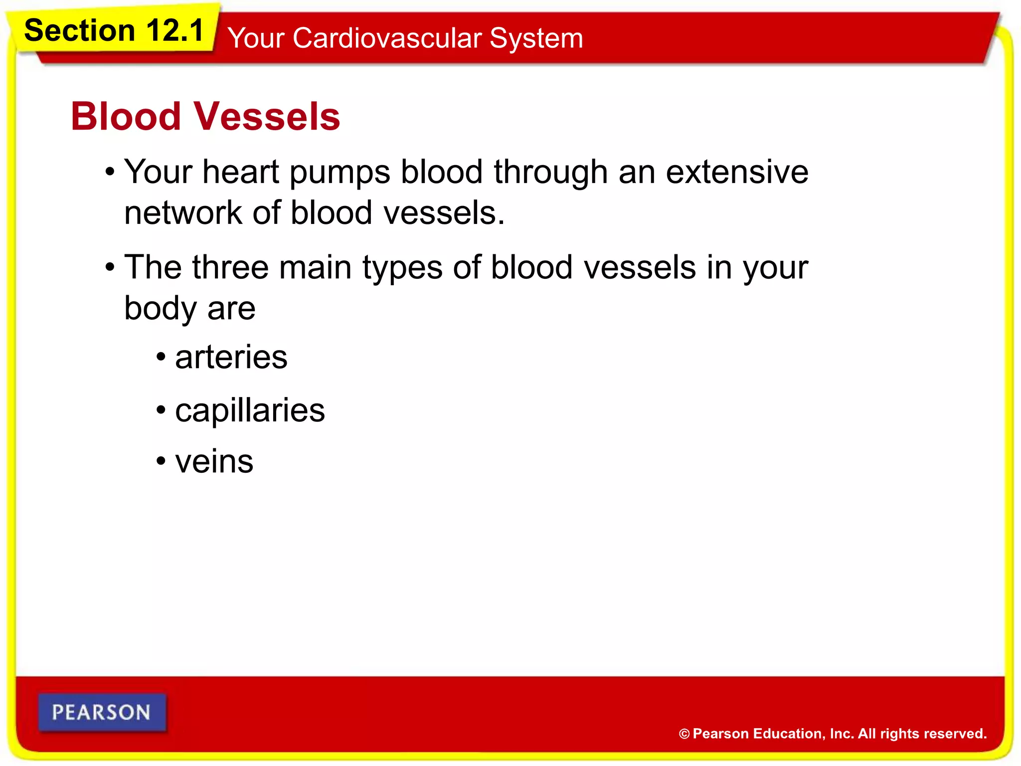 Section 12.1 Your Cardiovascular System
Blood Vessels
• Your heart pumps blood through an extensive
network of blood vessels.
• The three main types of blood vessels in your
body are
• arteries
• capillaries
• veins
 