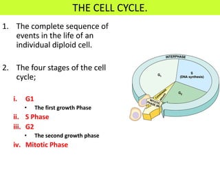 THE CELL CYCLE.
1. The complete sequence of
   events in the life of an
   individual diploid cell.

2. The four stages of the cell
   cycle;

   i.   G1
        •    The first growth Phase
   ii. S Phase
   iii. G2
        •    The second growth phase
   iv. Mitotic Phase
 