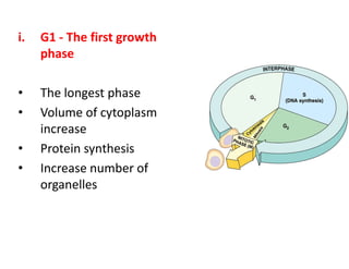 i.   G1 - The first growth
     phase

•    The longest phase
•    Volume of cytoplasm
     increase
•    Protein synthesis
•    Increase number of
     organelles
 