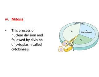 iv. Mitosis

•   This process of
    nuclear division and
    followed by division
    of cytoplasm called
    cytokinesis.
 