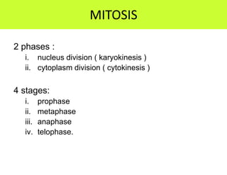 MITOSIS

2 phases :
  i. nucleus division ( karyokinesis )
  ii. cytoplasm division ( cytokinesis )

4 stages:
  i.     prophase
  ii.    metaphase
  iii.   anaphase
  iv.    telophase.
 