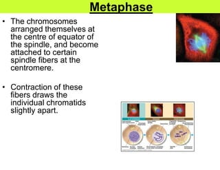 Metaphase
• The chromosomes
  arranged themselves at
  the centre of equator of
  the spindle, and become
  attached to certain
  spindle fibers at the
  centromere.

• Contraction of these
  fibers draws the
  individual chromatids
  slightly apart.
 