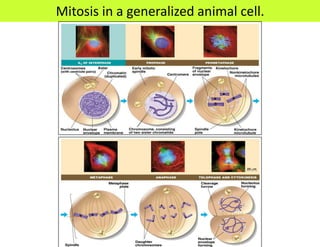 Mitosis in a generalized animal cell.
 