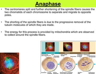 Anaphase
•   The centromeres split and further shortening of the spindle fibers causes the
    two chromatids of each chromosome to separate and migrate to opposite
    poles.

•   The shorting of the spindle fibers is due to the progressive removal of the
    tubulin molecules of which they are made.

•   The energy for this process is provided by mitochondria which are observed
    to collect around the spindle fibers.
 