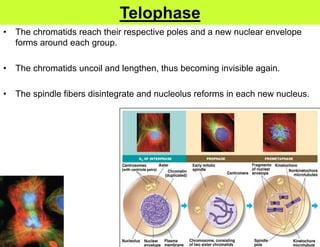 Telophase
•   The chromatids reach their respective poles and a new nuclear envelope
    forms around each group.

•   The chromatids uncoil and lengthen, thus becoming invisible again.

•   The spindle fibers disintegrate and nucleolus reforms in each new nucleus.
 