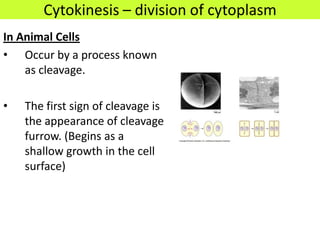 Cytokinesis – division of cytoplasm
In Animal Cells
• Occur by a process known
    as cleavage.

•   The first sign of cleavage is
    the appearance of cleavage
    furrow. (Begins as a
    shallow growth in the cell
    surface)
 