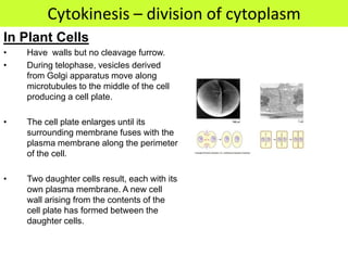 Cytokinesis – division of cytoplasm
In Plant Cells
•   Have walls but no cleavage furrow.
•   During telophase, vesicles derived
    from Golgi apparatus move along
    microtubules to the middle of the cell
    producing a cell plate.

•   The cell plate enlarges until its
    surrounding membrane fuses with the
    plasma membrane along the perimeter
    of the cell.

•   Two daughter cells result, each with its
    own plasma membrane. A new cell
    wall arising from the contents of the
    cell plate has formed between the
    daughter cells.
 