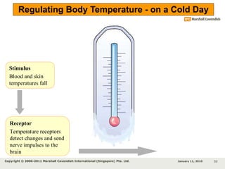 Temperature Stimuli Chapter 12 Homeostasis | PPT