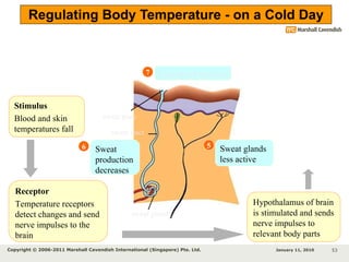 Temperature Stimuli Chapter 12 Homeostasis | PPT