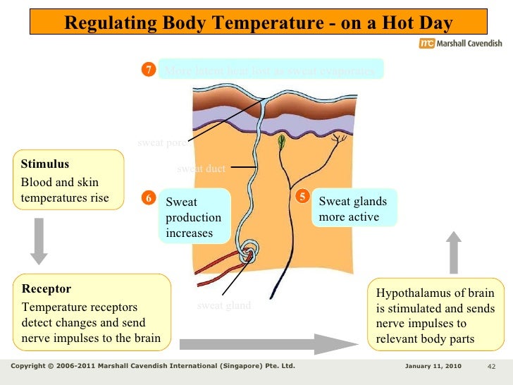Chapter 12 Homeostasis