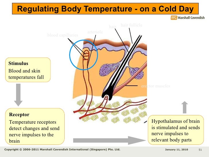 Chapter 12 Homeostasis