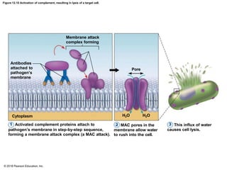 CHAPTER 12 Lymphatic System.pptx 123323423 | PPTX