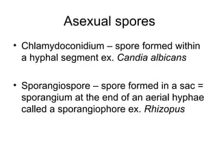 Asexual spores Chlamydoconidium – spore formed within a hyphal segment ex.  Candia albicans Sporangiospore – spore formed in a sac = sporangium at the end of an aerial hyphae called a sporangiophore ex.  Rhizopus  