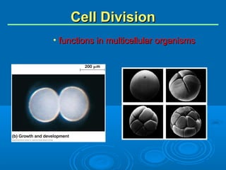 Synchronous Cell Divisions Chapter12 mitosis meiosis | PPT