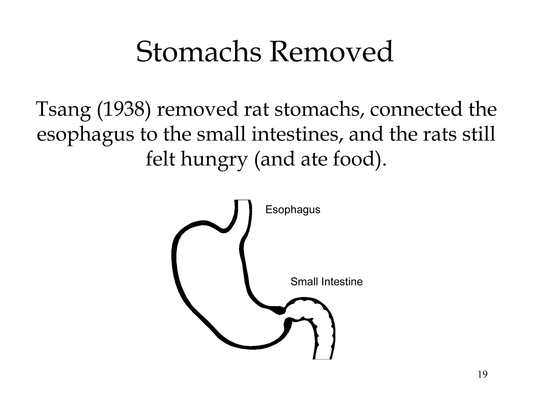19
Stomachs Removed
Tsang (1938) removed rat stomachs, connected the
esophagus to the small intestines, and the rats still
felt hungry (and ate food).
 