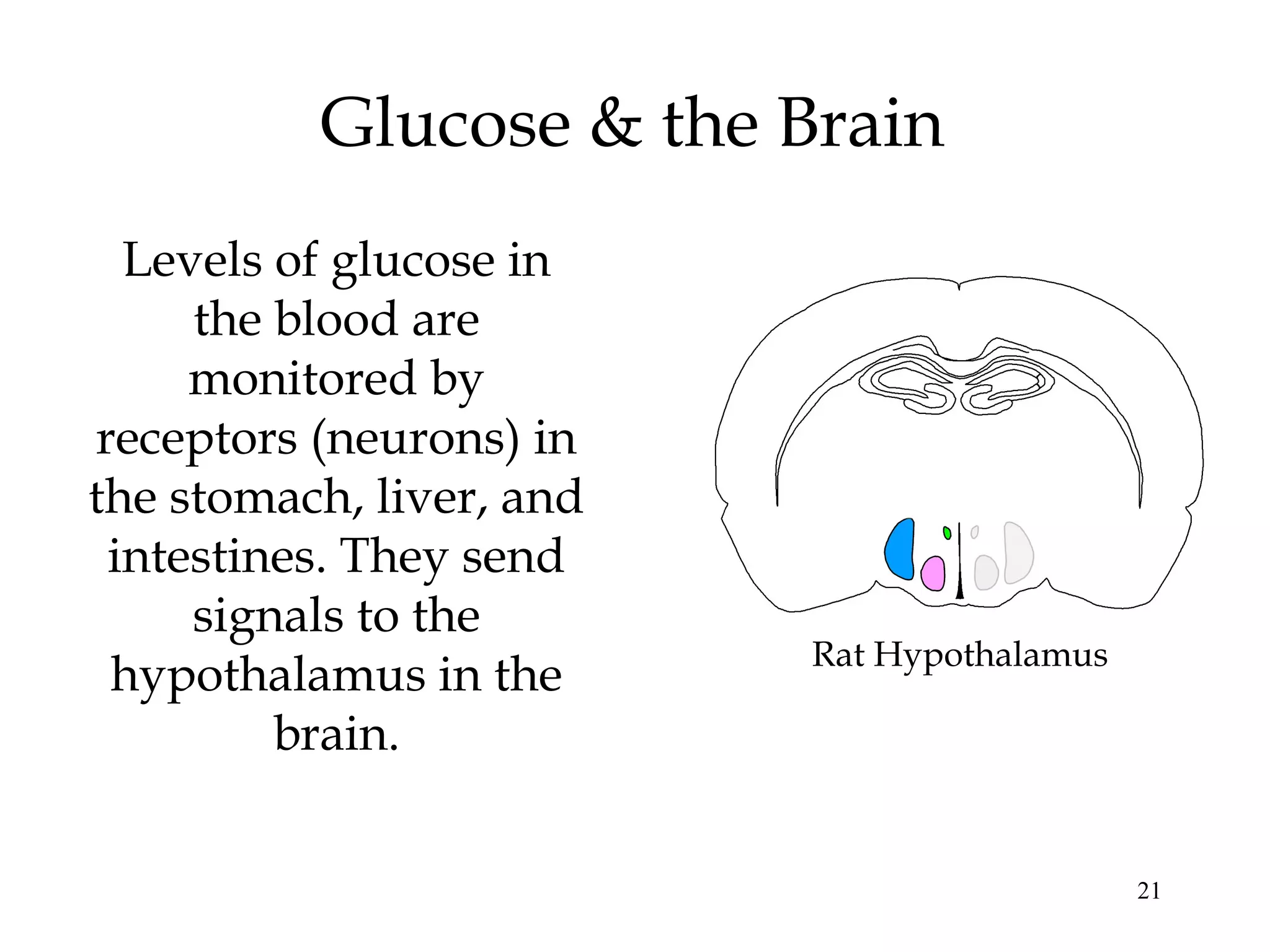 21
Glucose & the Brain
Levels of glucose in
the blood are
monitored by
receptors (neurons) in
the stomach, liver, and
intestines. They send
signals to the
hypothalamus in the
brain.
Rat Hypothalamus
 