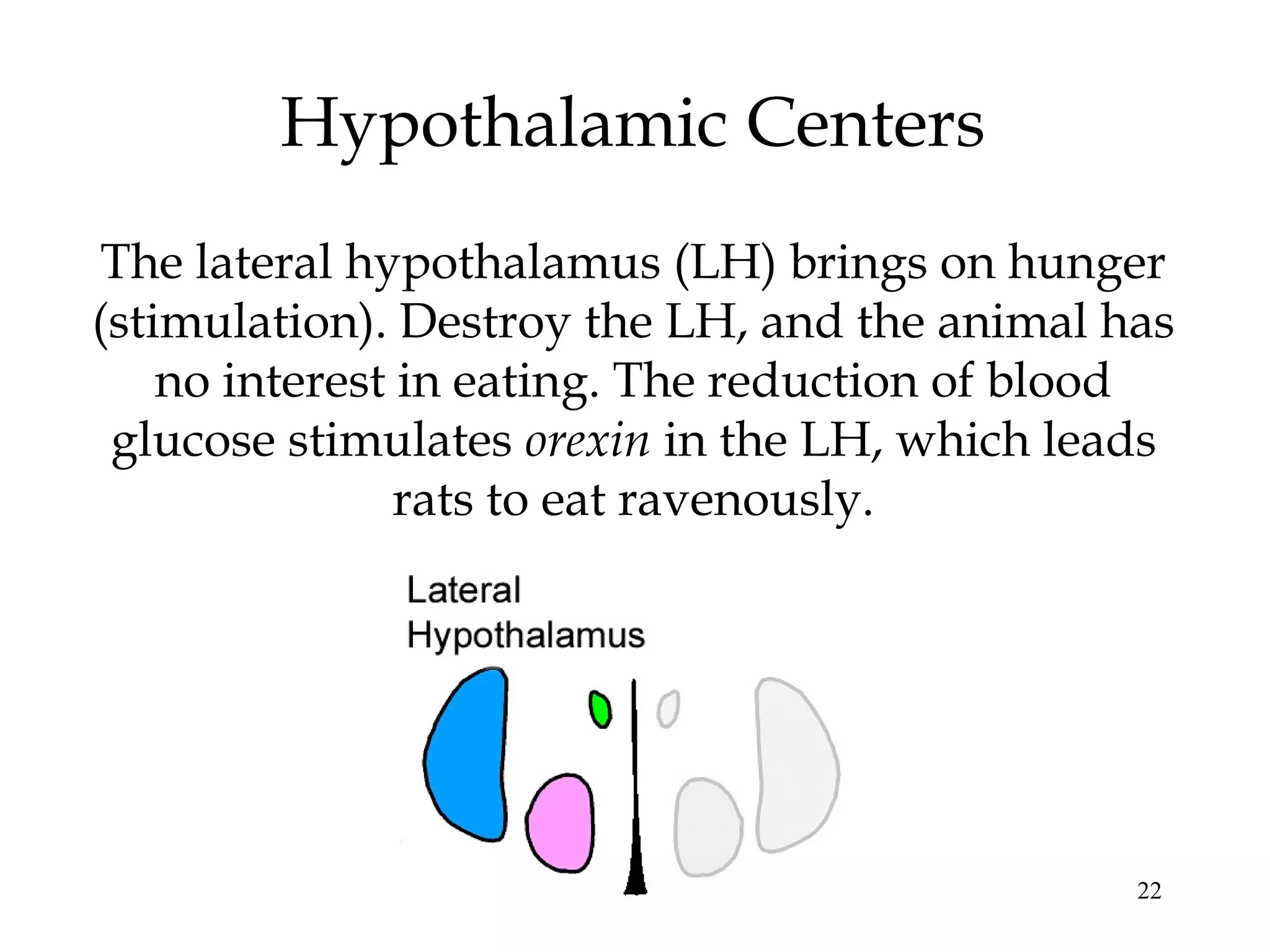 22
Hypothalamic Centers
The lateral hypothalamus (LH) brings on hunger
(stimulation). Destroy the LH, and the animal has
no interest in eating. The reduction of blood
glucose stimulates orexin in the LH, which leads
rats to eat ravenously.
 