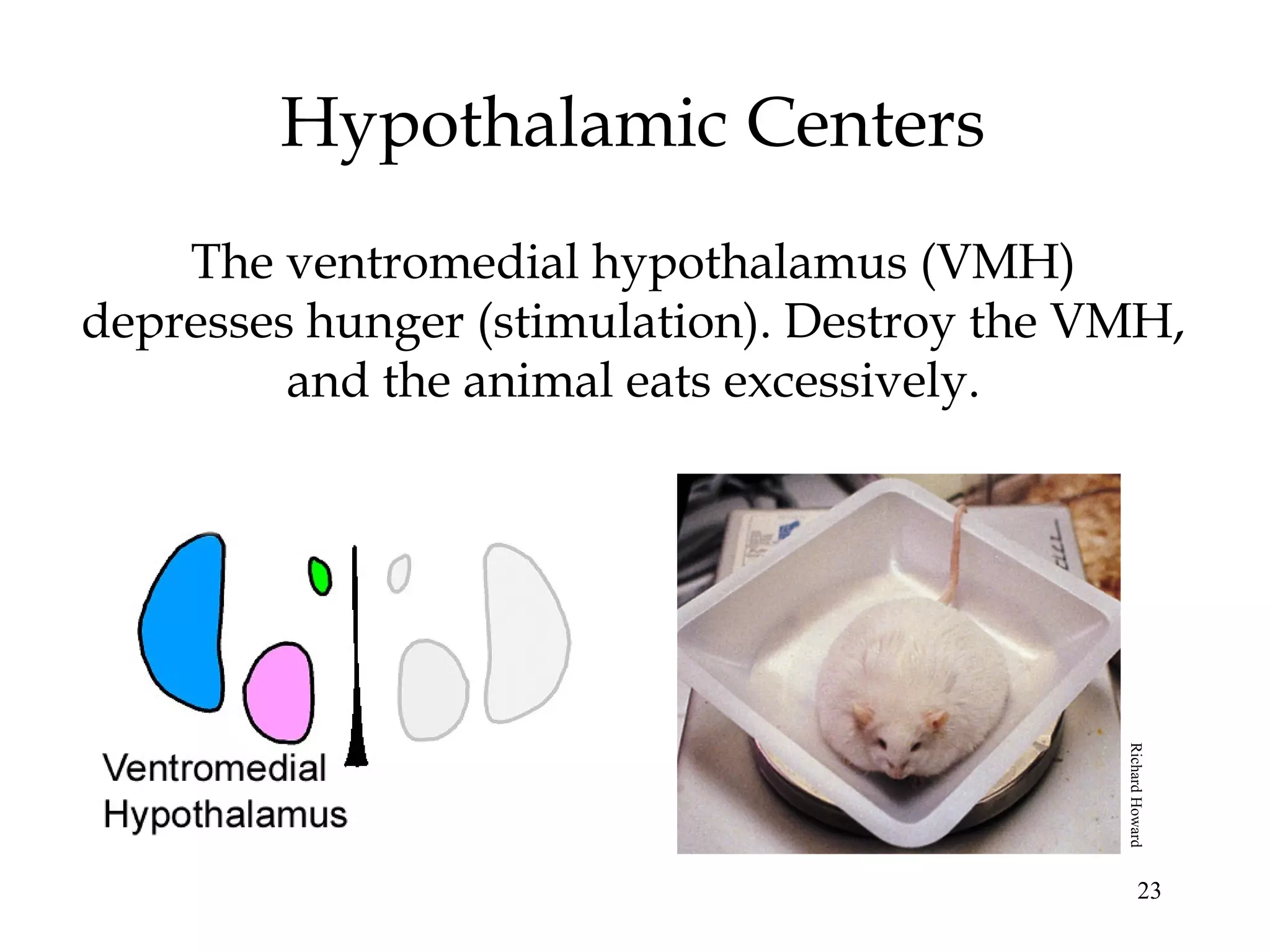 23
Hypothalamic Centers
The ventromedial hypothalamus (VMH)
depresses hunger (stimulation). Destroy the VMH,
and the animal eats excessively.
RichardHoward
 