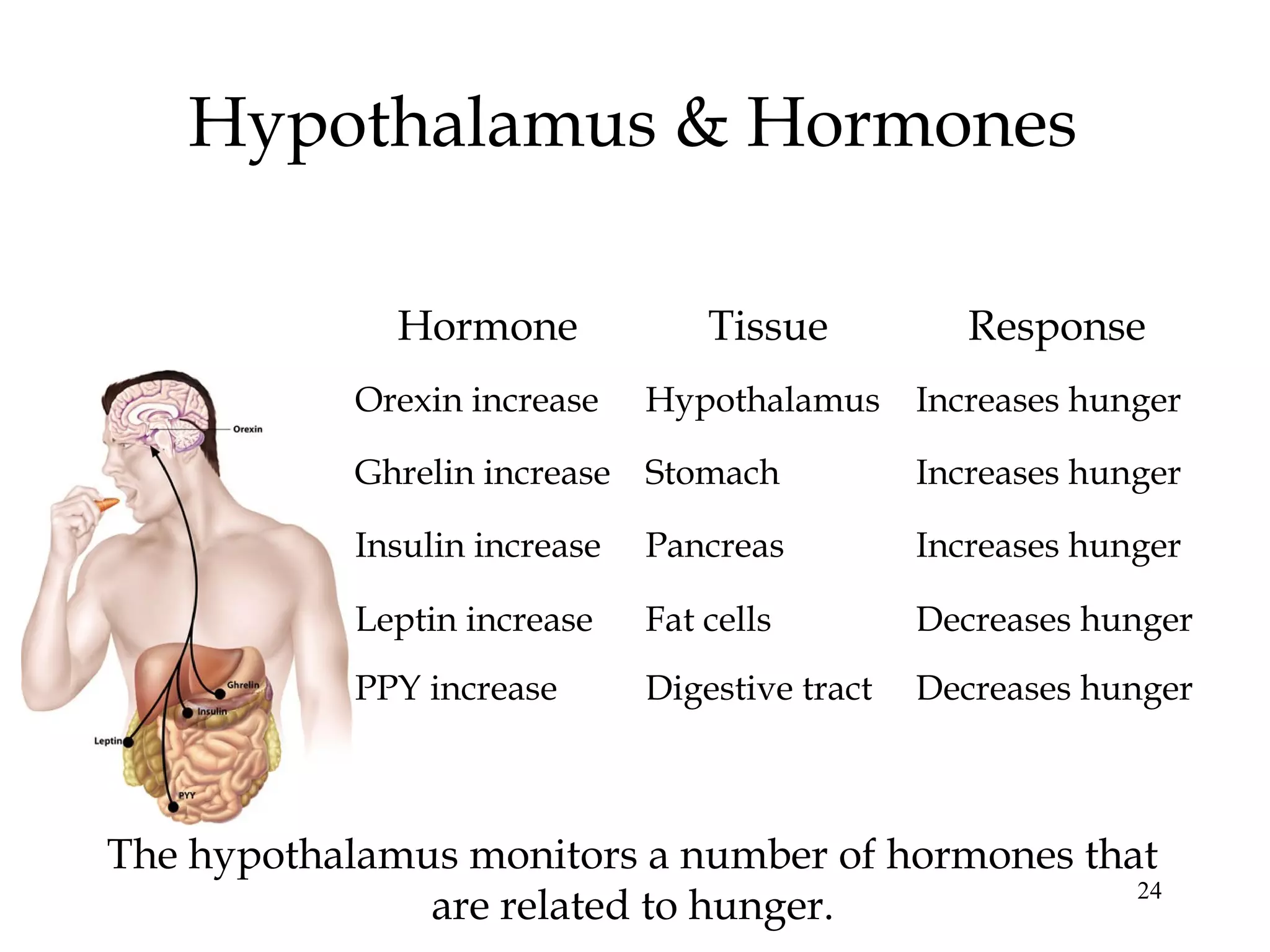 24
Hypothalamus & Hormones
The hypothalamus monitors a number of hormones that
are related to hunger.
Hormone Tissue Response
Orexin increase Hypothalamus Increases hunger
Ghrelin increase Stomach Increases hunger
Insulin increase Pancreas Increases hunger
Leptin increase Fat cells Decreases hunger
PPY increase Digestive tract Decreases hunger
 