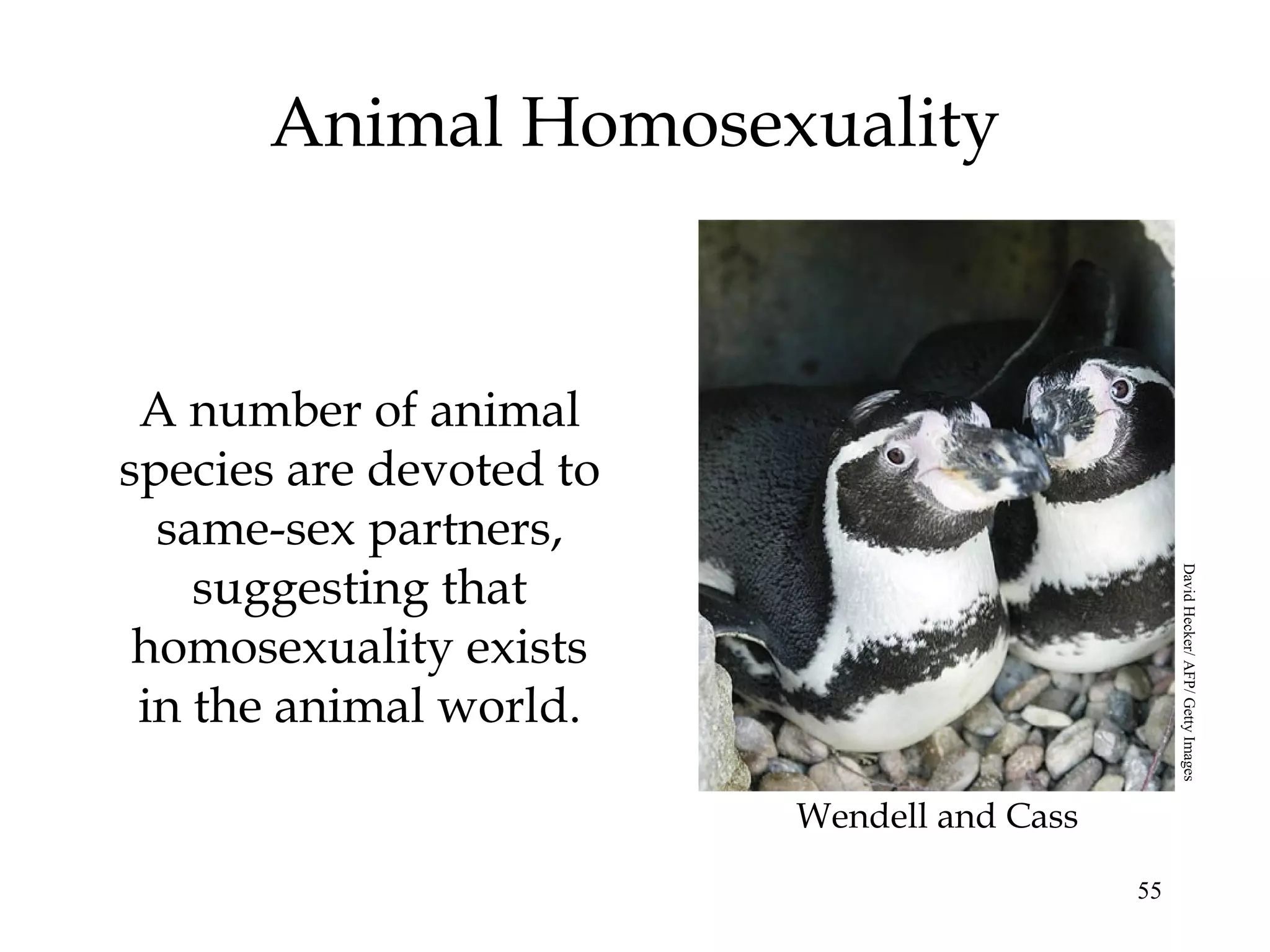 55
Animal Homosexuality
A number of animal
species are devoted to
same-sex partners,
suggesting that
homosexuality exists
in the animal world.
Wendell and Cass
DavidHecker/AFP/GettyImages
 