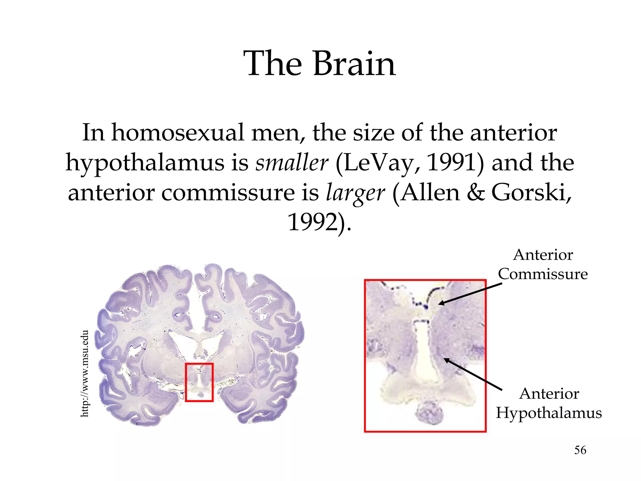 56
The Brain
In homosexual men, the size of the anterior
hypothalamus is smaller (LeVay, 1991) and the
anterior commissure is larger (Allen & Gorski,
1992).
Anterior
Hypothalamus
Anterior
Commissure
http://www.msu.edu
 