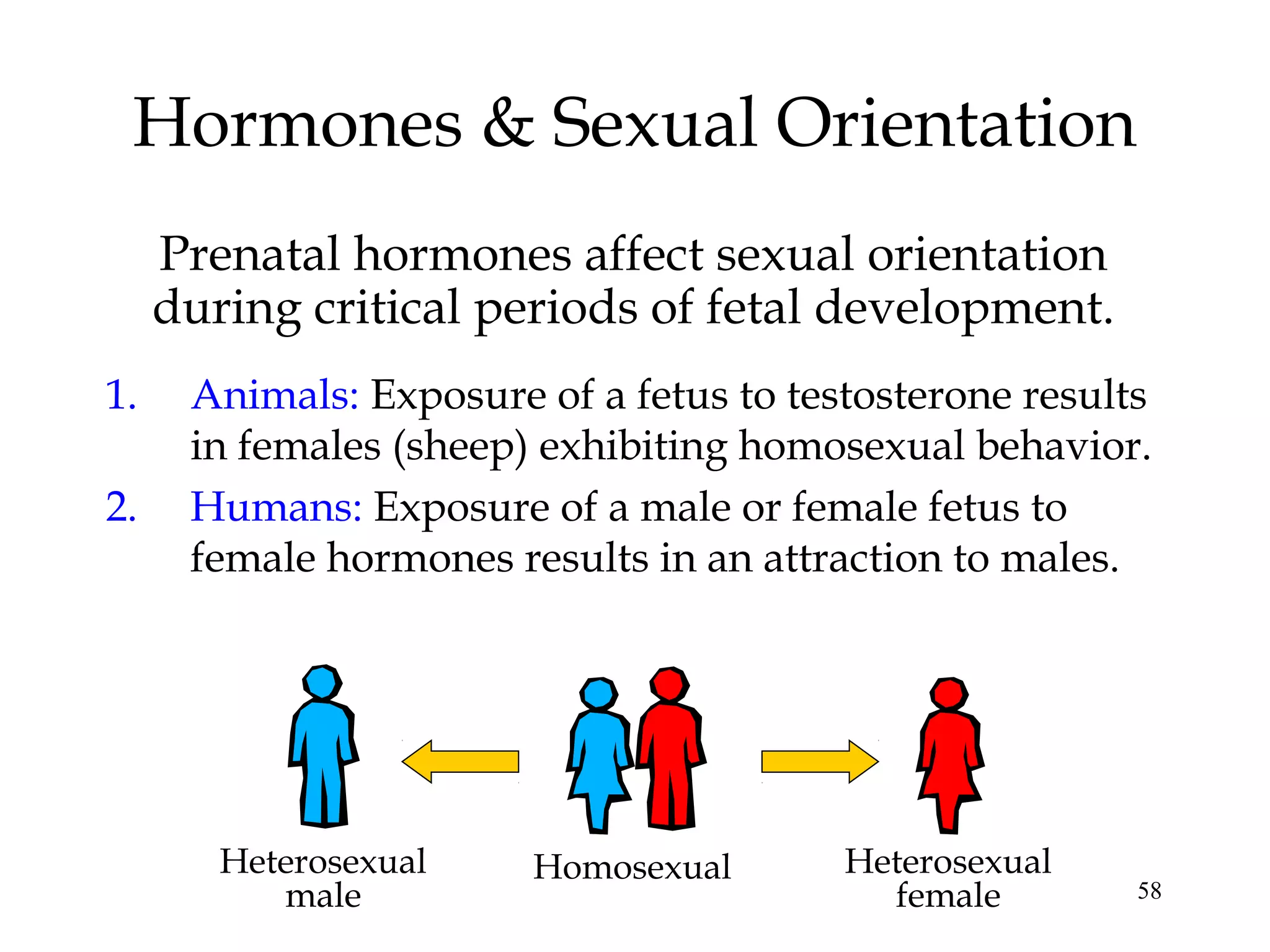 58
Hormones & Sexual Orientation
Prenatal hormones affect sexual orientation
during critical periods of fetal development.
1. Animals: Exposure of a fetus to testosterone results
in females (sheep) exhibiting homosexual behavior.
2. Humans: Exposure of a male or female fetus to
female hormones results in an attraction to males.
Heterosexual
male
Homosexual Heterosexual
female
 