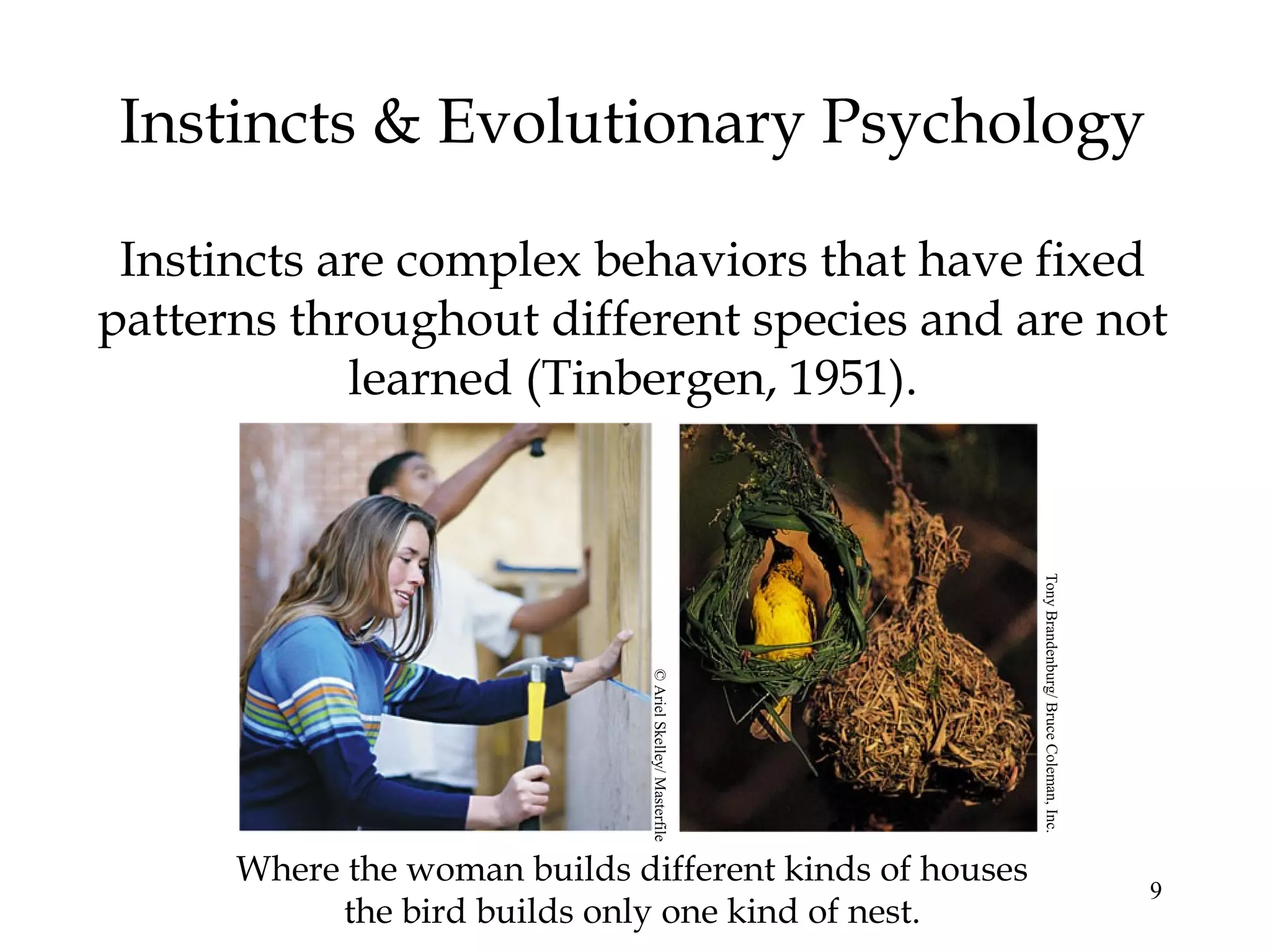 9
Instincts & Evolutionary Psychology
Instincts are complex behaviors that have fixed
patterns throughout different species and are not
learned (Tinbergen, 1951).
Where the woman builds different kinds of houses
the bird builds only one kind of nest.
©ArielSkelley/Masterfile
TonyBrandenburg/BruceColeman,Inc.
 