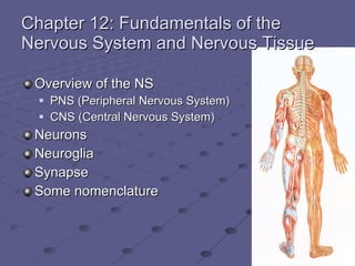 [object Object],[object Object],[object Object],[object Object],[object Object],[object Object],[object Object],Chapter 12: Fundamentals of the Nervous System and Nervous Tissue 