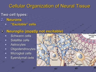 Chapter12 neuraltissuemarieb | PPT