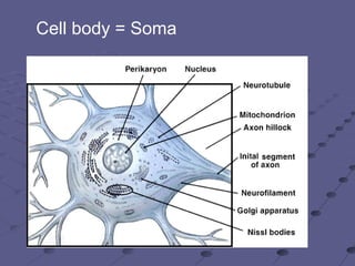 Chapter12 neuraltissuemarieb | PPT